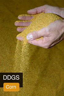 Product DDGS Yellowrock