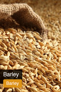 Product Barley Yellowrock