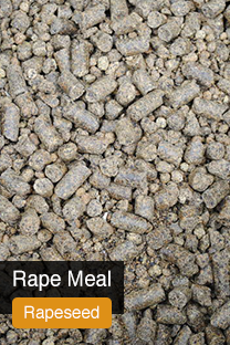 Product Rape Meal Yellowrock