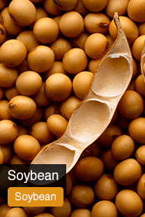 Product Soya Beans Yellowrock